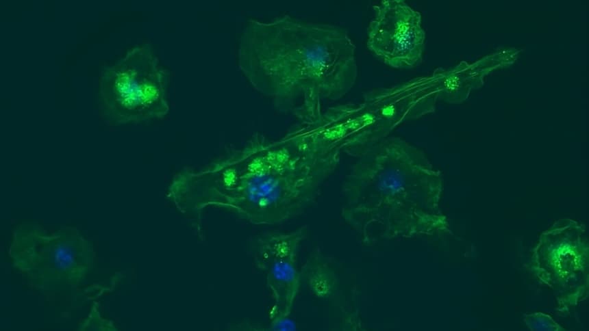 Scion Microscopy Image